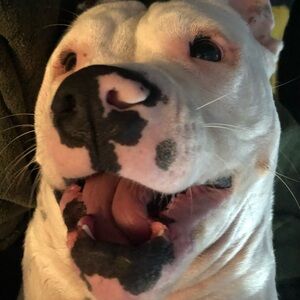 HELP FIGHT CANCER  for sweet rescue Mae!